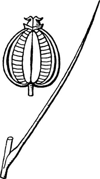Ptilimnium Engraved Simple Vector Illustration — Stock Vector