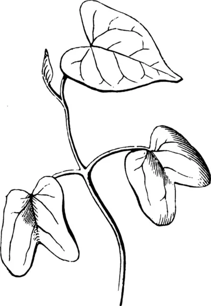 Plantation Illustration Vectorielle Simple Gravée — Image vectorielle