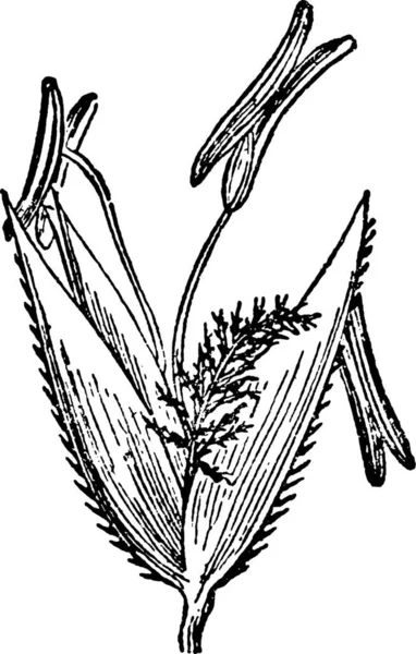 Poaceae Black White Vintage Vector Illustration — Stock Vector