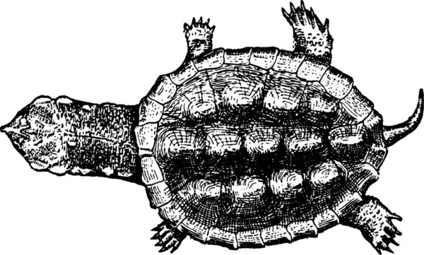 Schildpad Zwart Wit Vintage Vector Illustratie — Stockvector