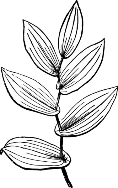 Uvularia 雕刻的简单矢量图解 — 图库矢量图片