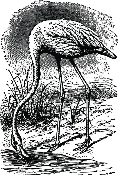 Flamingo Gravada Ilustração Vetorial Simples — Vetor de Stock