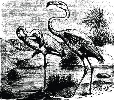 Flamingolar siyah ve beyaz vintage vektör çizimi