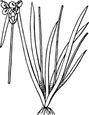 Xyris, basit vektör çizimi