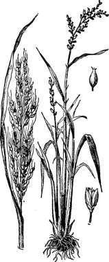 Pirinç, basit vektör çizimi