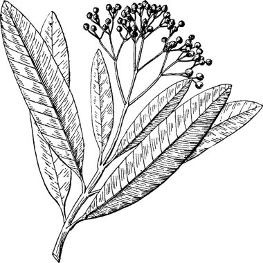 Pimento siyah ve beyaz vintage vektör çizimi