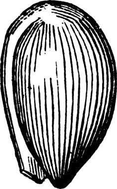 Mor siyah ve beyaz vintage vektör çizimi