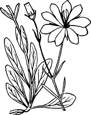 Sabatia vintage vektör çizimi