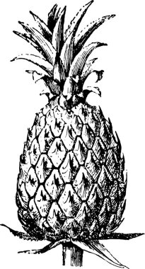 Ananas vintage vektör çizimi