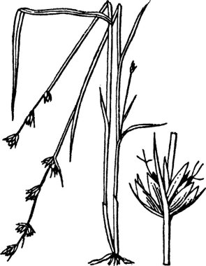 Scleria vintage vektör çizimi