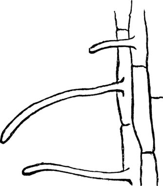 Akçaağaç, oymalı basit vektör çizimi