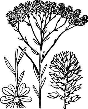 Polygala, basit vektör çizimi