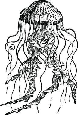Chrysaora, klasik vektör çizimi
