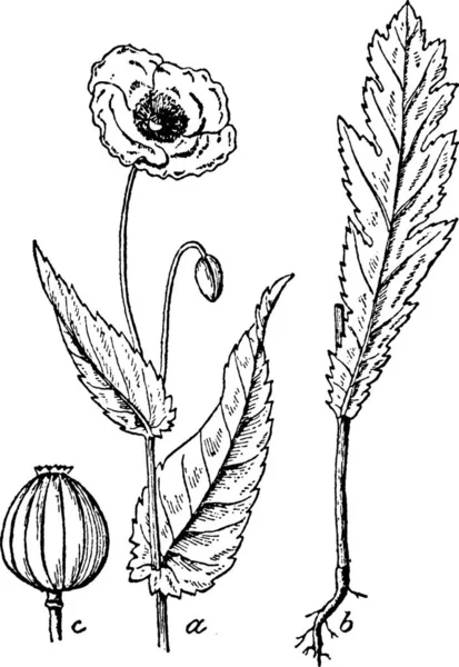 Poppy Engraved Simple Vector Illustration — Stock Vector