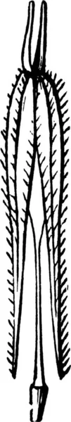 Osmorrhiza Graverad Enkel Vektor Illustration — Stock vektor