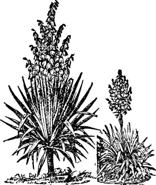 Illustration Vectorielle Vintage Yucca Noir Blanc — Image vectorielle