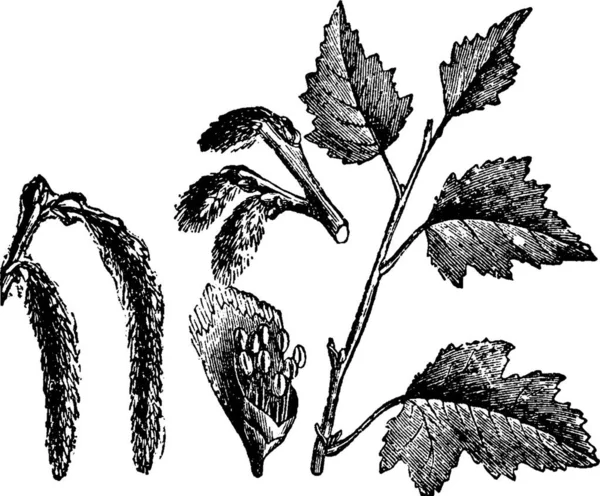 Branches Gravées Illustration Vectorielle Simple — Image vectorielle