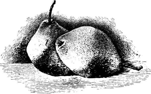 梨の彫刻が施されたシンプルなベクターイラスト — ストックベクタ