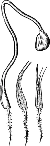 Oignon Gravé Illustration Vectorielle Simple — Image vectorielle