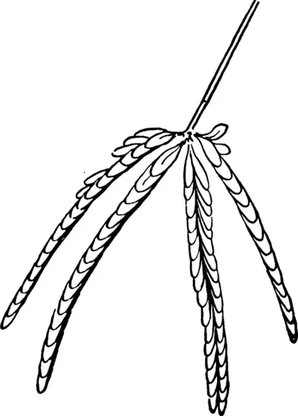Mimosa Χαραγμένη Απλή Διανυσματική Απεικόνιση — Διανυσματικό Αρχείο