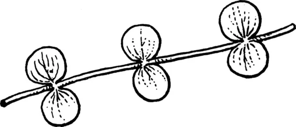 Micranthemum Gravada Ilustração Vetorial Simples — Vetor de Stock
