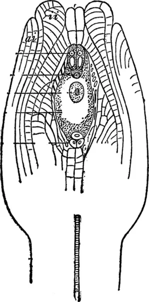 Ovule Ilustración Vectorial Simple Grabada — Archivo Imágenes Vectoriales