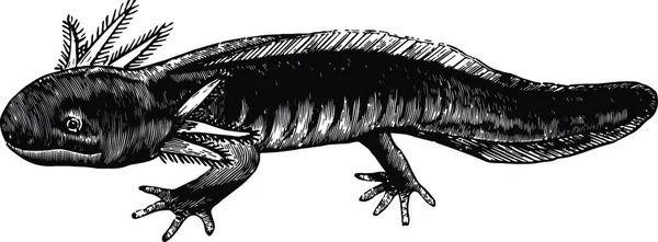 Axolotl Siyah Beyaz Vintage Vektör Çizimi — Stok Vektör