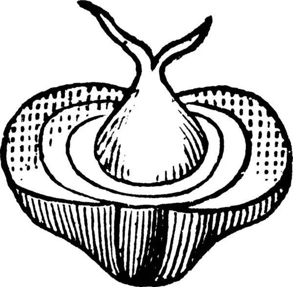 Mulberry Гравированная Простая Векторная Иллюстрация — стоковый вектор