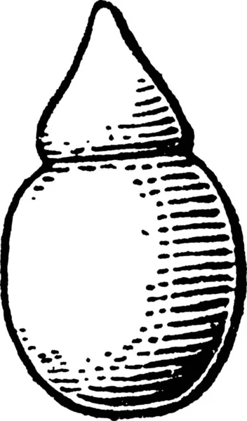 Tubercle Illustration Vectorielle Simple Gravée — Image vectorielle
