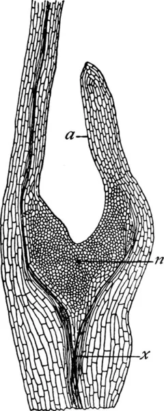 Illustration Vectorielle Simple Gravée Pétale — Image vectorielle