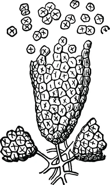 Черно Белая Векторная Иллюстрация Орхидеи — стоковый вектор