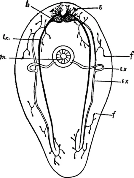 Turbellaire Illustration Vectorielle Simple Gravée — Image vectorielle