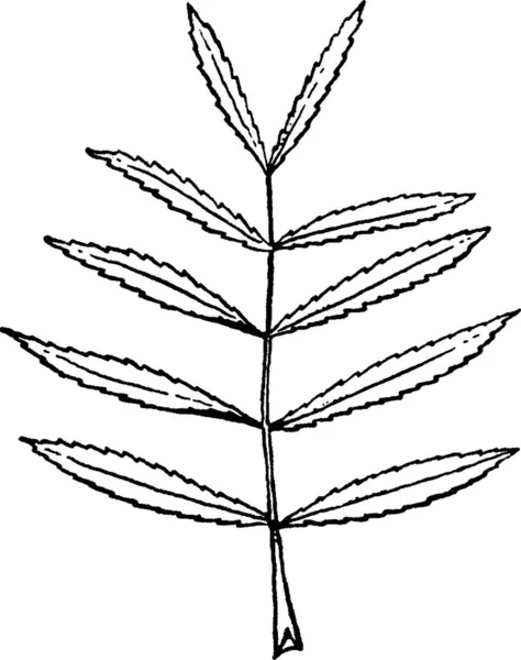 Proserpinaca Schwarz Weiß Vektor Illustration — Stockvektor