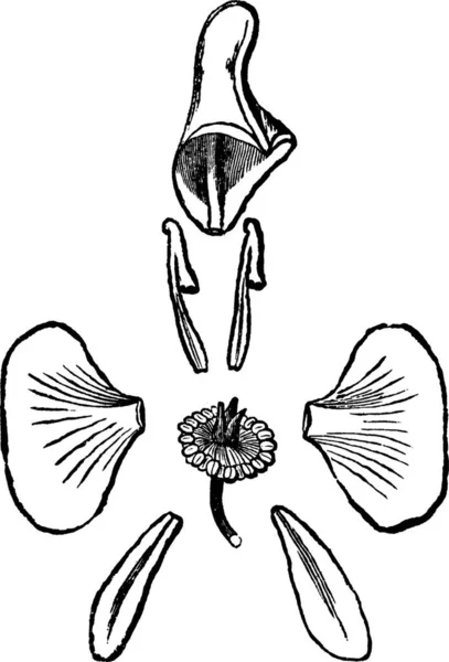 Monkshood Illustration Vectorielle Simple Gravée — Image vectorielle