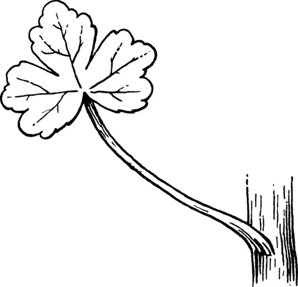 Ranunculus Vintage Vector Illustration — Image vectorielle