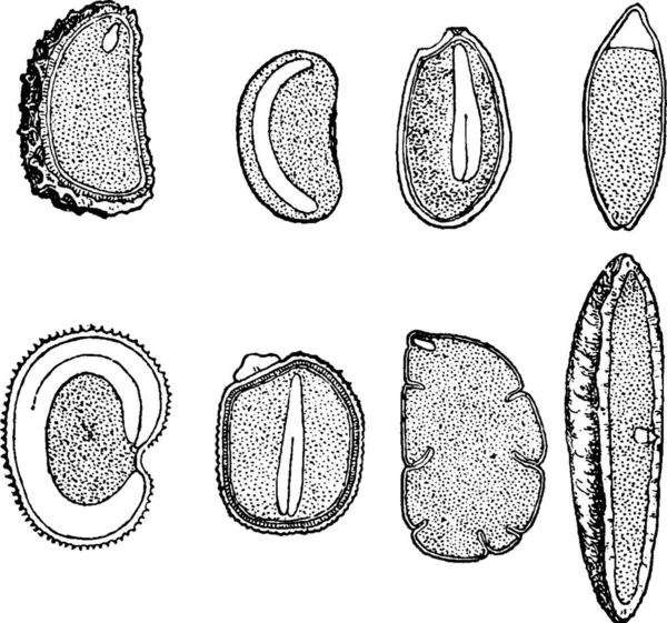 Семена Гравированная Простая Векторная Иллюстрация — стоковый вектор