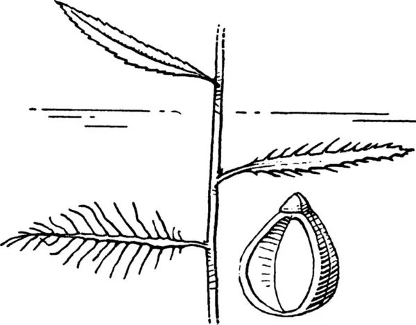 Illustration Vectorielle Vintage Proserpinaca — Image vectorielle