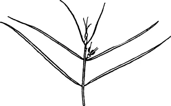 Illustration Vectorielle Vintage Zannichellia — Image vectorielle