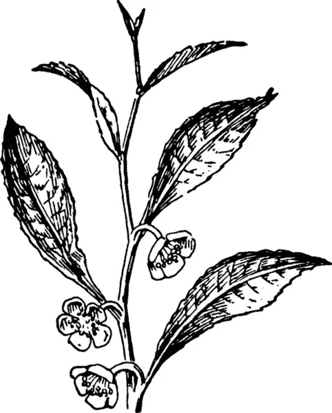 Krzew Herbaty Grawerowane Prosty Wektor Ilustracja — Wektor stockowy