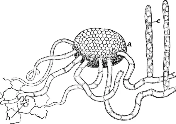 Illustration Vectorielle Vintage Mycélium — Image vectorielle