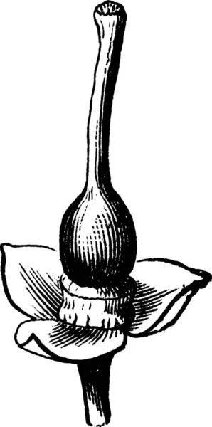 Помаранчева Квітка Вигравірувана Проста Векторні Ілюстрації — стоковий вектор