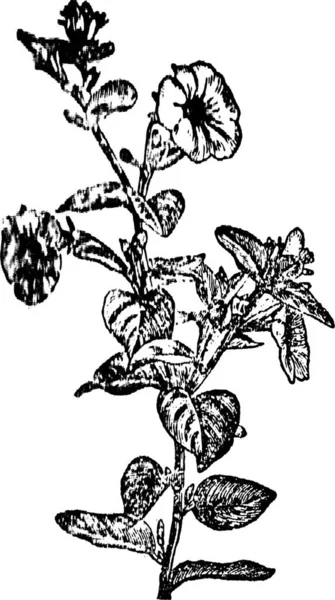 Petunia Engraved Simple Vector Illustration — Stock Vector