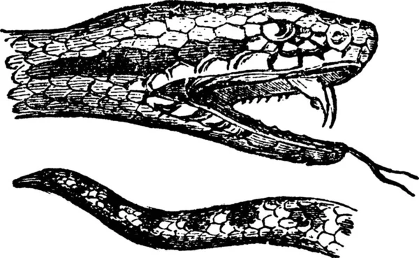 Serpiente Ilustración Vector Simple Grabado — Archivo Imágenes Vectoriales