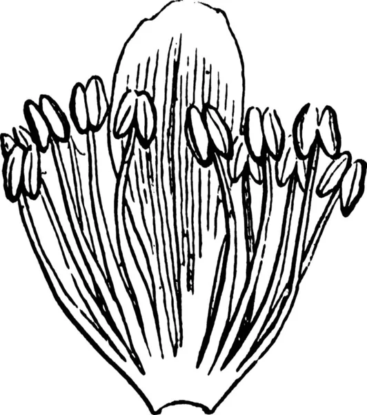 Stamens Illustration Vectorielle Simple Gravée — Image vectorielle