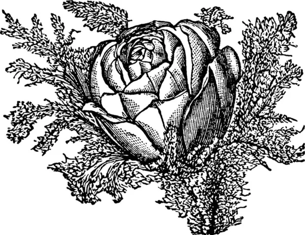 Rosa Fiore Inciso Semplice Vettoriale Illustrazione — Vettoriale Stock