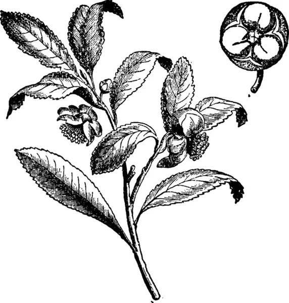 Tea Bush Engraved Simple Vector Illustration — Stock Vector