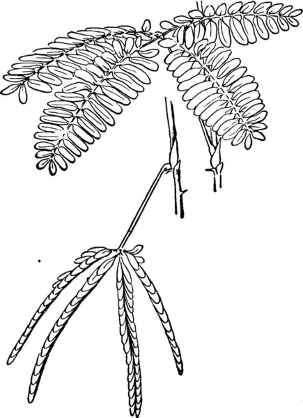 Illustration Vectorielle Vintage Mimosa Noir Blanc — Image vectorielle