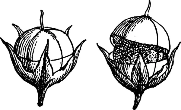 Illustration Vectorielle Vintage Circumscissile Noir Blanc — Image vectorielle