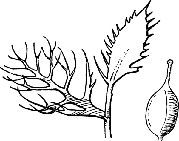 Neobeckia Engraved Simple Vector Illustration — Stock Vector