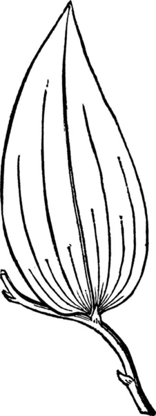 Myrsiphyllum Jednoduchá Rytá Vektorová Ilustrace — Stockový vektor